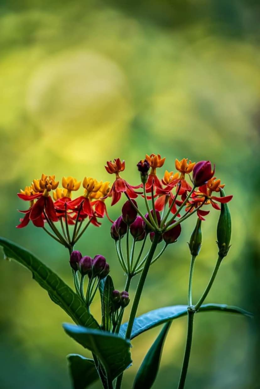 Red milkweed flowers and buds focus sharply against a blurred green background, showing delicate petal textures.