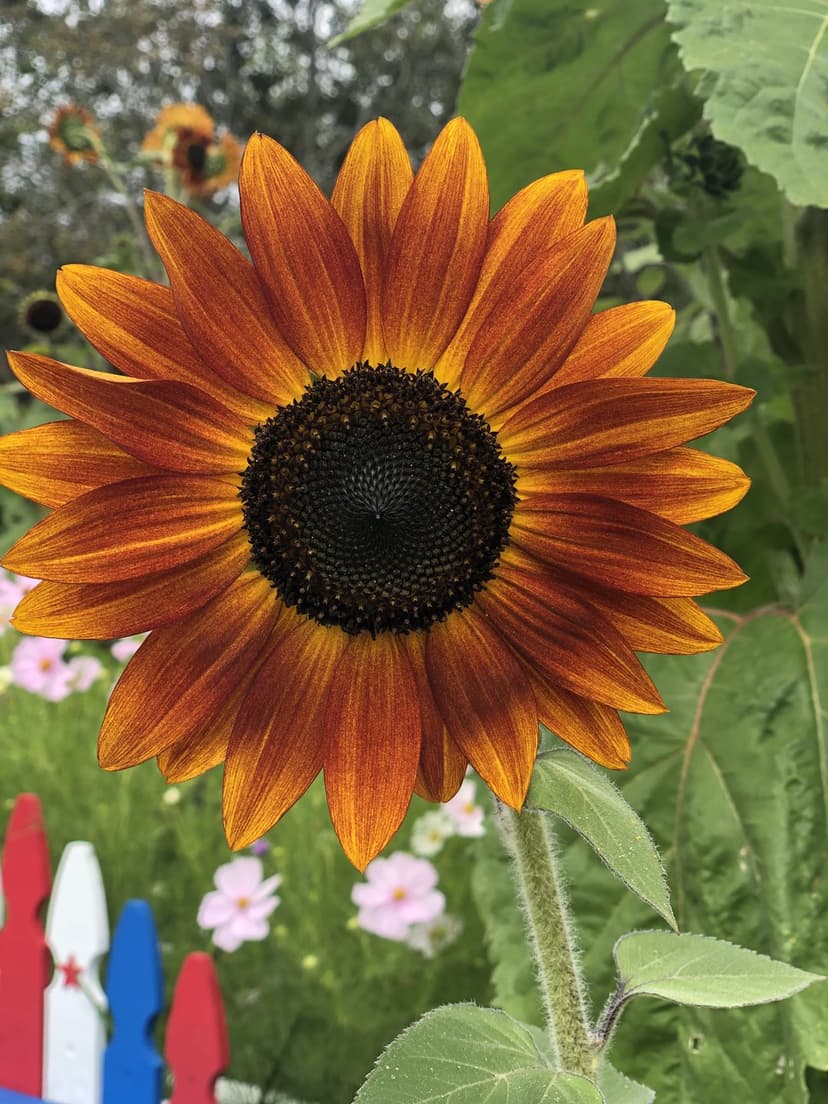 Orange sunflower with a dark center stands before a blurred red, white, and blue picket fence in a summer garden.