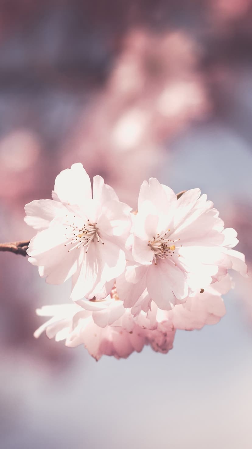 Cherry blossom petals with soft pink hues and detailed veins against a blurred blue and pastel background.