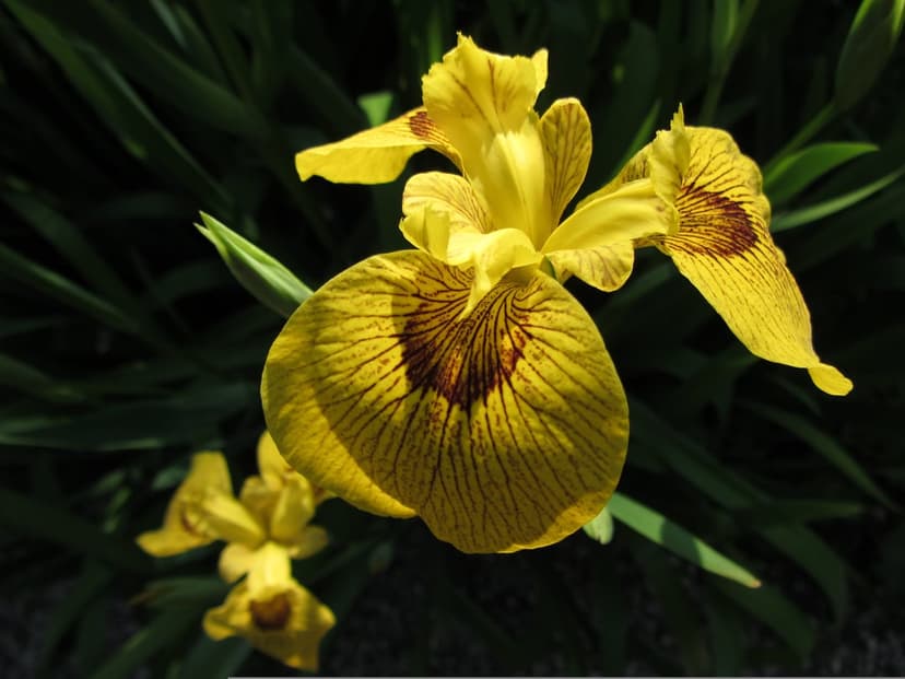 Yellow iris flower with dark brown vein patterns on its petals against a blurred green leaf background.