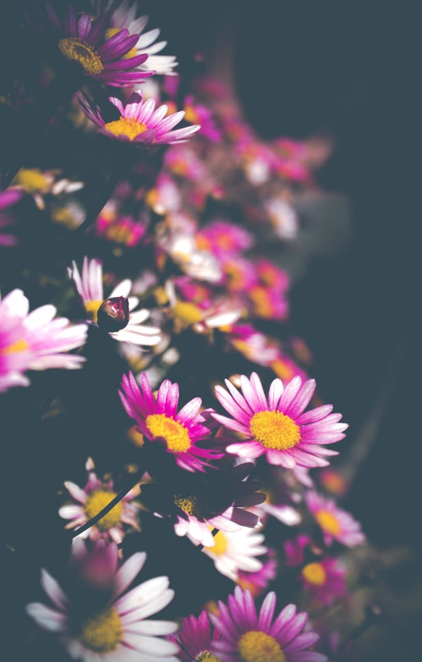 Pink and white daisy petals surround bright yellow centers against a soft blurred green garden background.