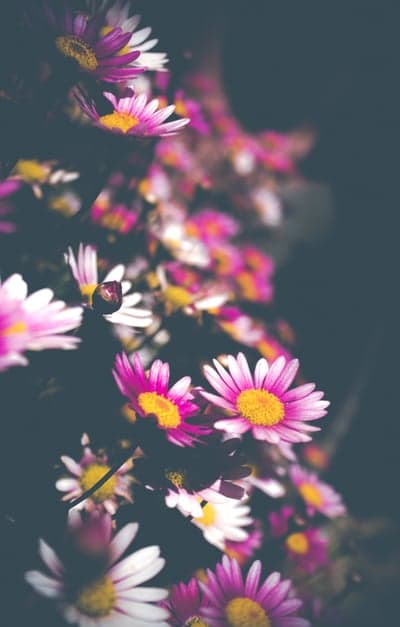 Vibrant Pink and White Daisies with Yellow Centers