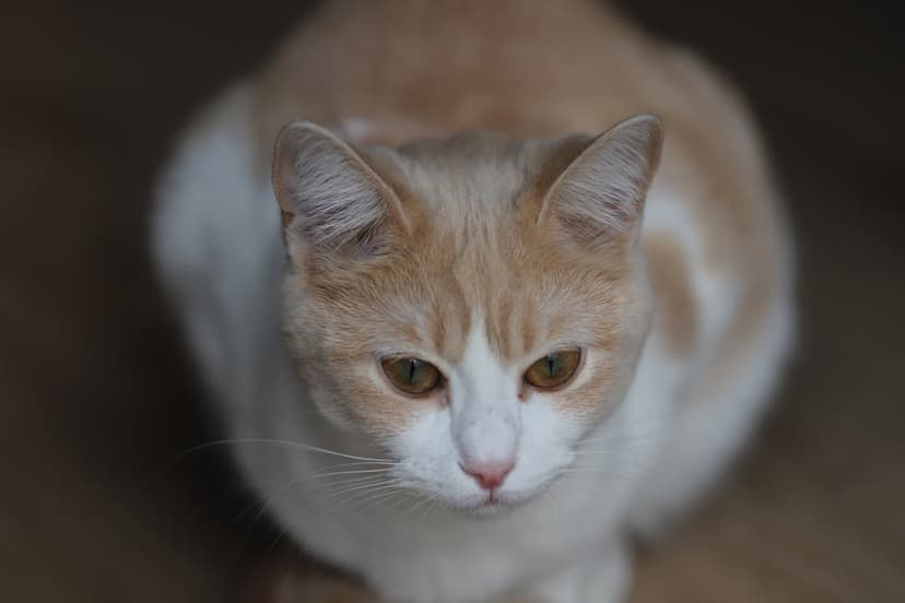 Tan and white cat looking down with amber eyes, featuring long white whiskers and a blurred soft background.