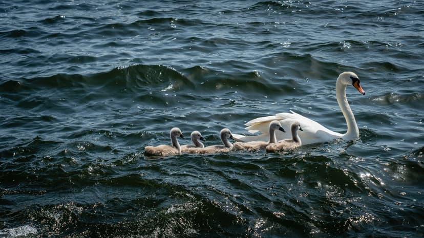 White swan leads four grey cygnets through dark blue rippling water under bright sunlight in a tight row.