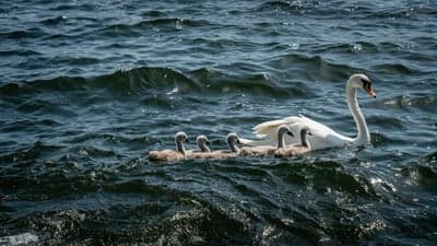 Mother Swan and Cygnet Family Swimming in Wavy Water
