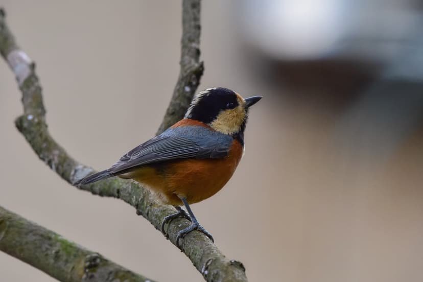 Small bird with orange and blue feathers grips a tree branch with a blurred green background in a vertical shot.