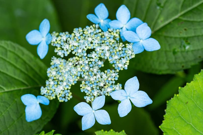 Blue hydrangea flower clusters with star-shaped sepals nestled among large green leaves in a garden setting.