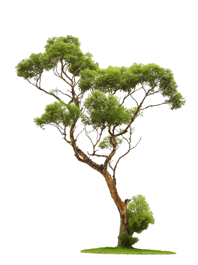 Green leafed tree illustration featuring detailed brown branches and dense summer foliage against a clear backdrop.