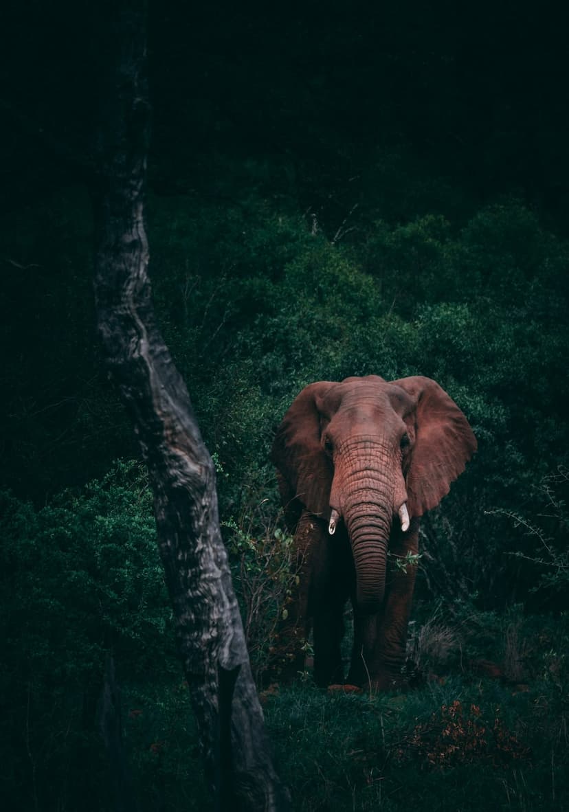 Elephant with curved tusks steps through dark jungle foliage past a textured tree trunk in a dimly lit forest.