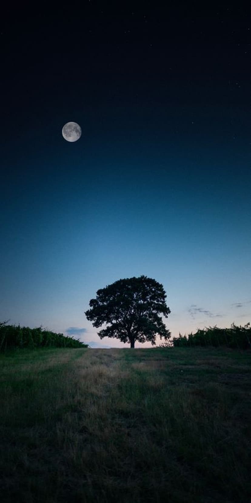 Lone tree silhouette stands in tall grass beneath a bright full moon and emerging stars in a night sky.