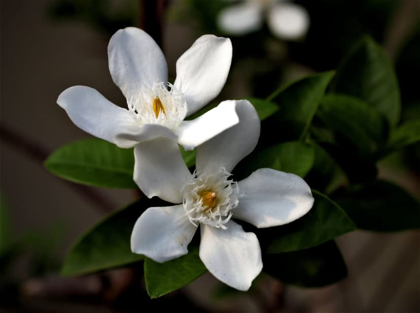 Two white jasmine flowers with yellow centers bloom among dark green leaves in a sharp macro photography.
