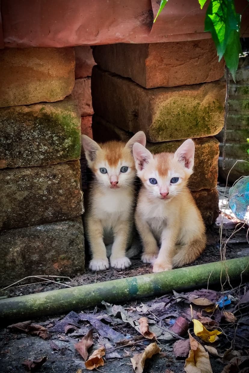 Two ginger kittens with blue eyes huddle together inside a small opening in a weathered red brick wall.