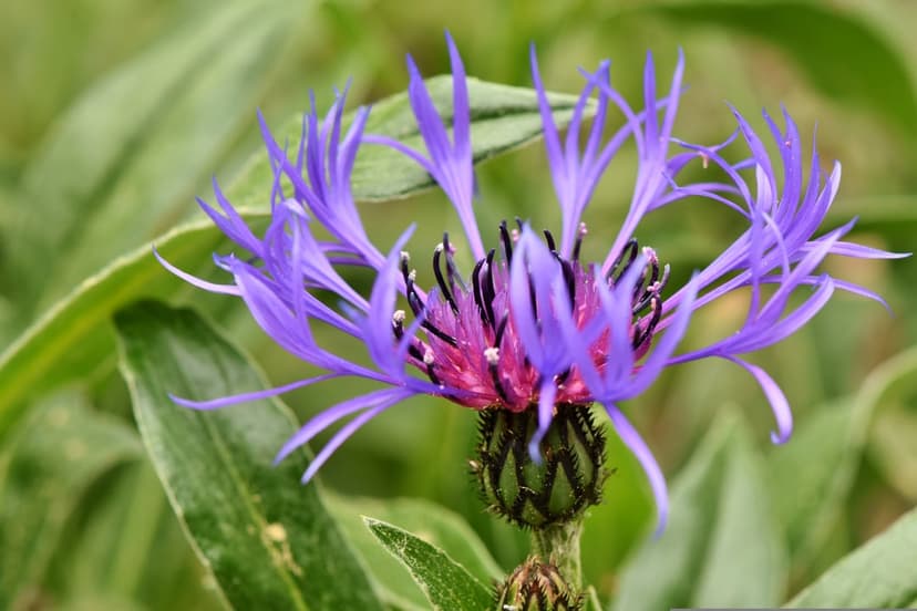 Purple cornflower blossom with spiky petals and a magenta center sits against a soft bokeh of green leaves.