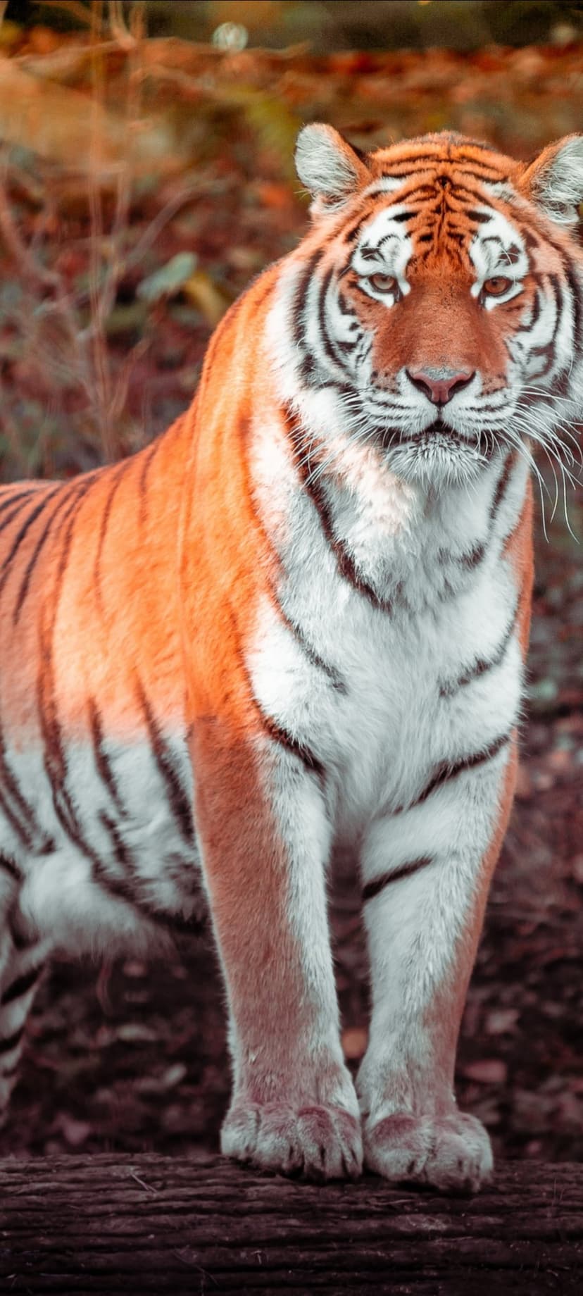 Bengal tiger with orange and black stripes stands on a log in a blurred autumn forest with a focused gaze.
