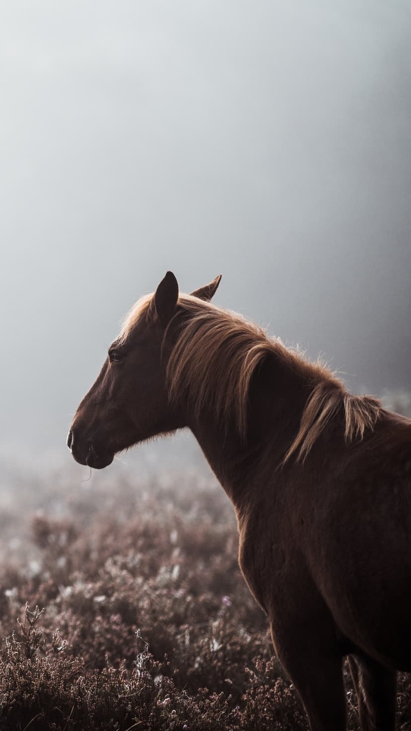 Brown horse with a thick mane stands in thick morning mist and soft field vegetation in a profile view.