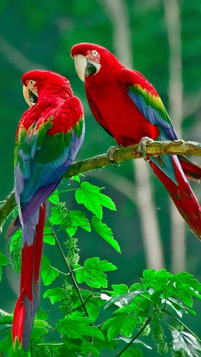 Two Scarlet Macaws Perched on a Branch