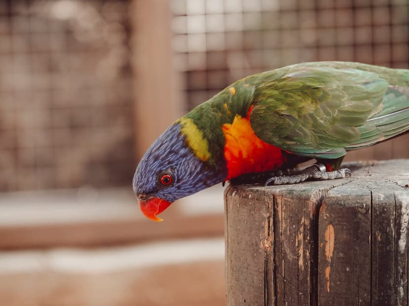 Rainbow Lorikeet with red, yellow, and blue feathers perches on a wooden post against a blurred green background.