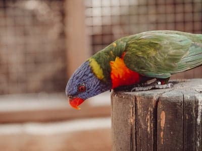 Colorful Rainbow Lorikeet Parrot Perched on Wooden Post