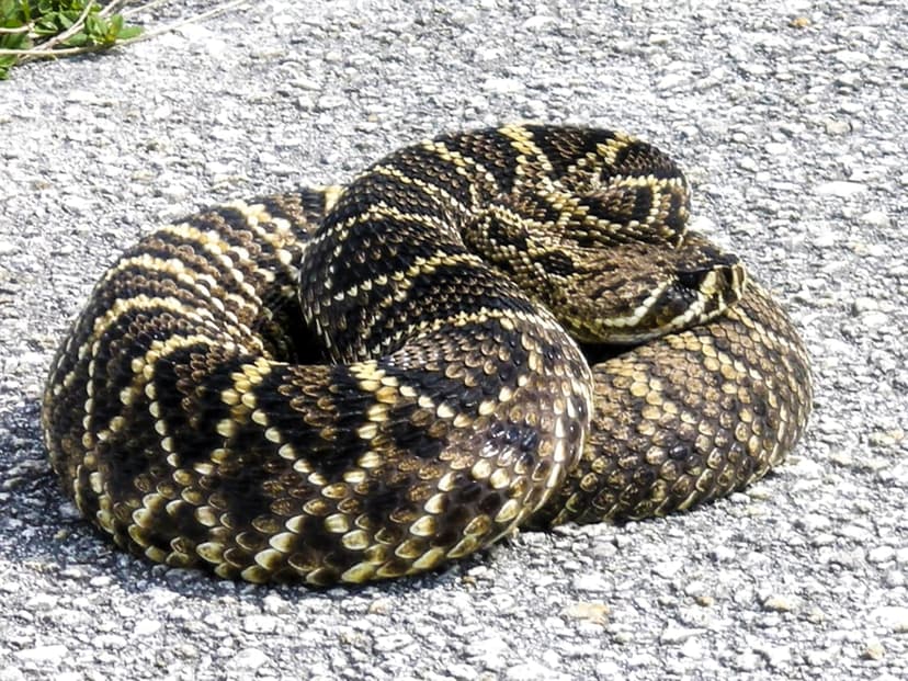 Eastern Diamondback Rattlesnake coiled on textured gray asphalt with subtle green plants visible in the corner.