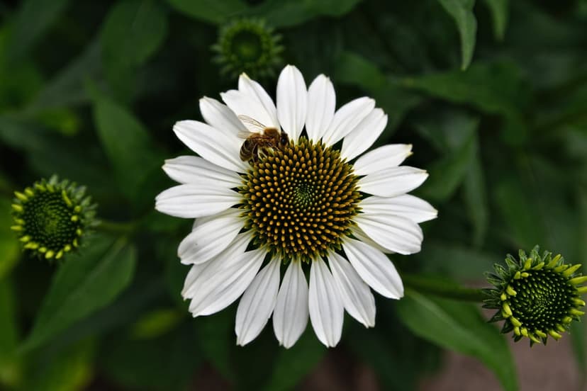 Honeybee gathering nectar on the dark center of a white coneflower surrounded by green garden foliage.