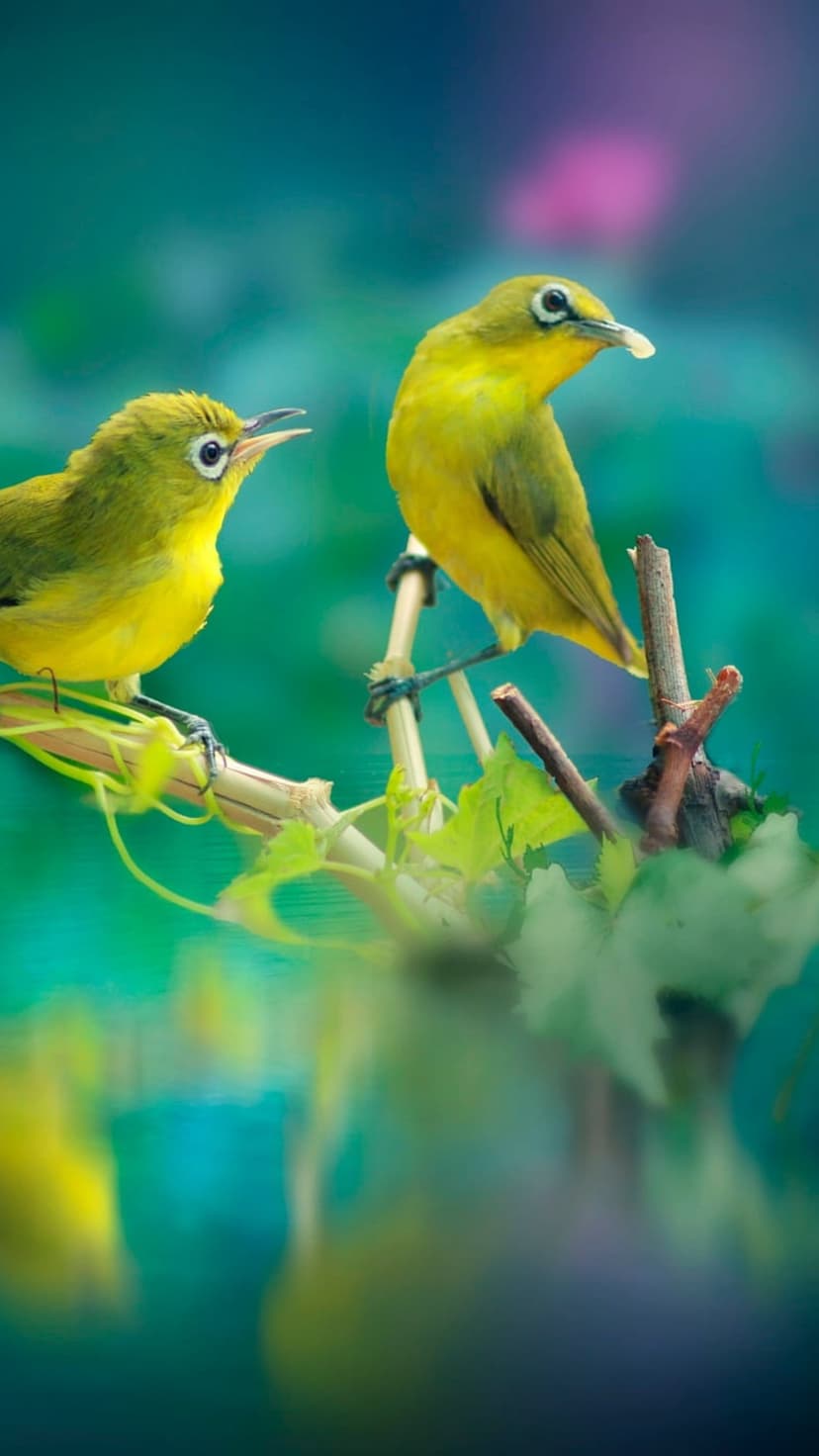 Two yellow birds perch on a thin branch against a bokeh background of teal, pink, and green in a close-up view.