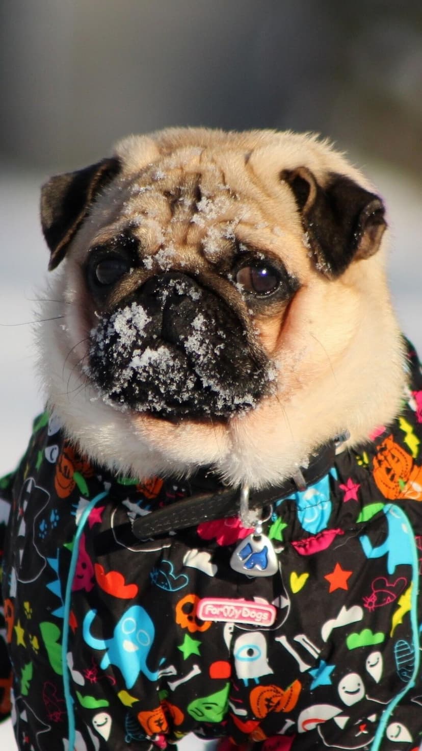 Pug with snow on its nose wearing a vibrant patterned coat stares directly at the viewer in bright sunlight.