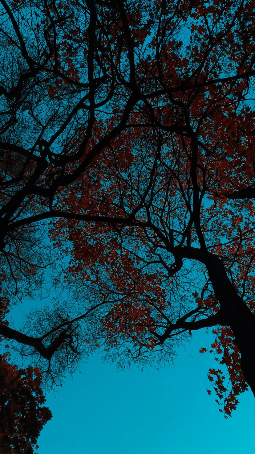 Dark tree branches with sparse brown leaves extend toward a vibrant turquoise sky from a low-angle perspective.