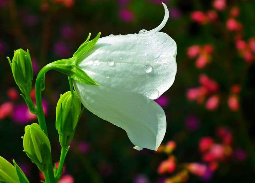 White bellflower with clear dew drops on its petals against a blurred background of pink and purple flowers.