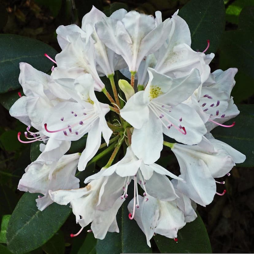 White rhododendron petals with purple speckles and pink-tipped stamens framed by dark green oval leaves.