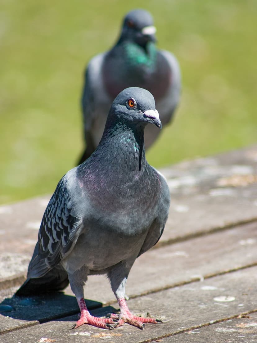 A grey pigeon with iridescent neck feathers stands on wooden planks in bright sunlight with a blurred background.