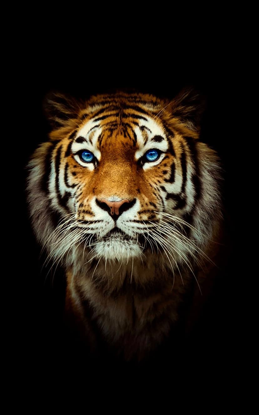 Tiger face with sapphire blue eyes and orange stripes emerges from a dark background in sharp detail.