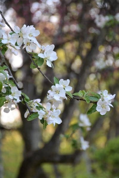 Delicate White Apple Blossoms on Branch in Spring