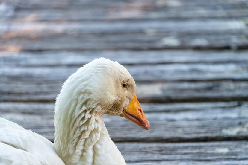 White goose with a bright orange beak and textured feathers stands before a blurred rustic wooden background.
