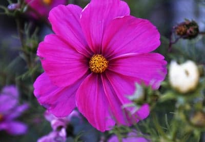 Vibrant Pink Cosmos Flower with Yellow Center