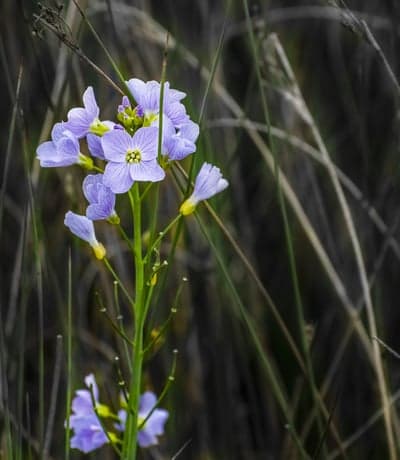 Delicate purple flowers blooming in tall grass