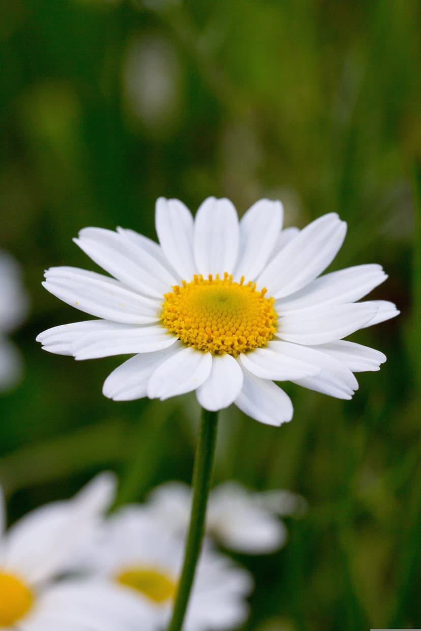 White daisy flower with a textured yellow center and green stem set against a soft blurred bokeh background.
