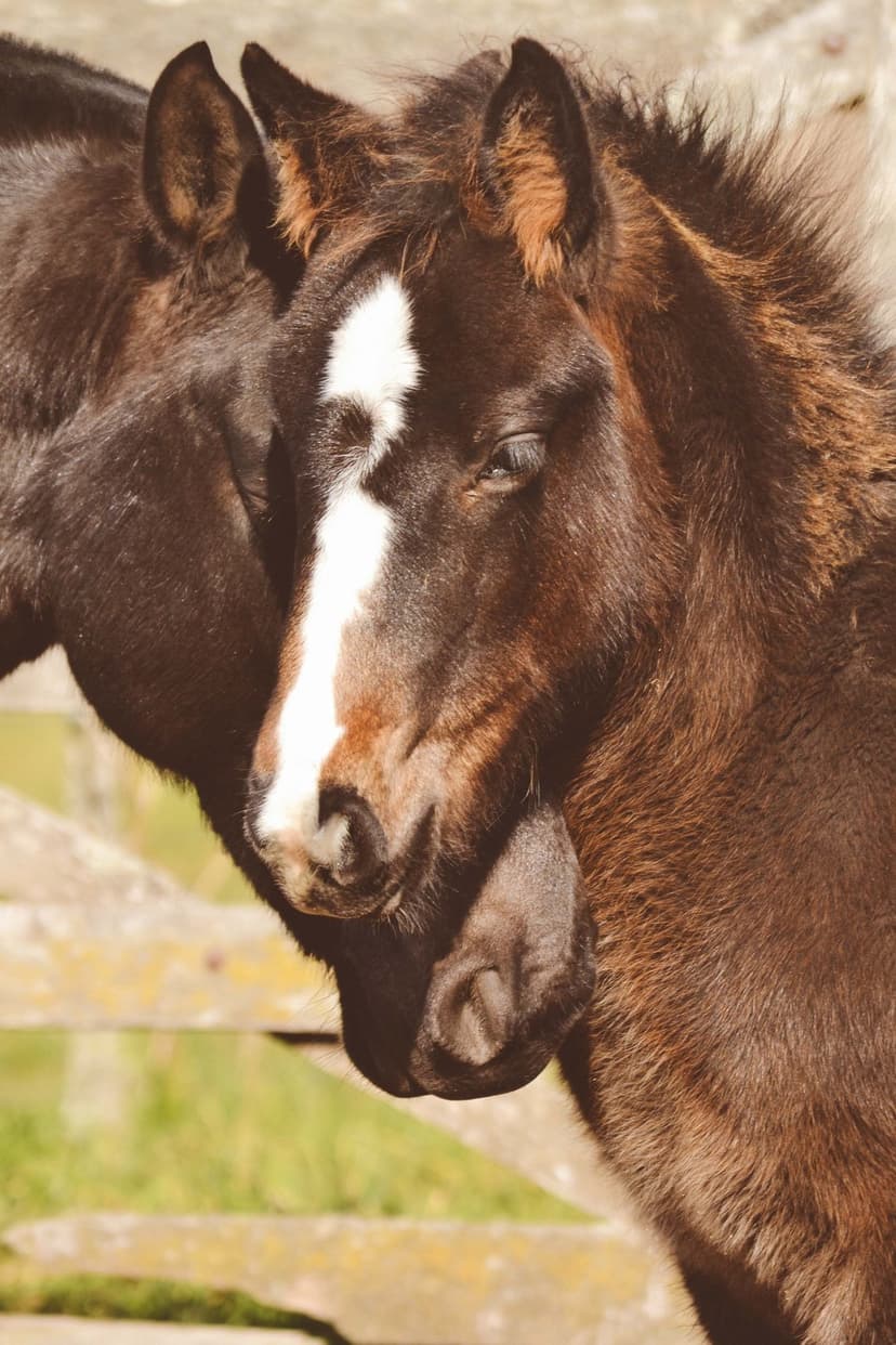 Two young horses nuzzling heads in a soft meadow, one foal featuring a prominent white blaze on its forehead.