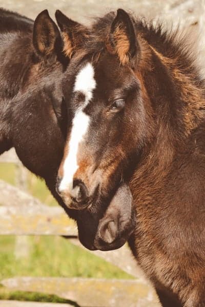 Two young horses nuzzling, tender moment