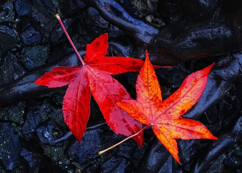 Two star-shaped red and orange autumn leaves resting on dark, wet, textured ground with glossy reflections.