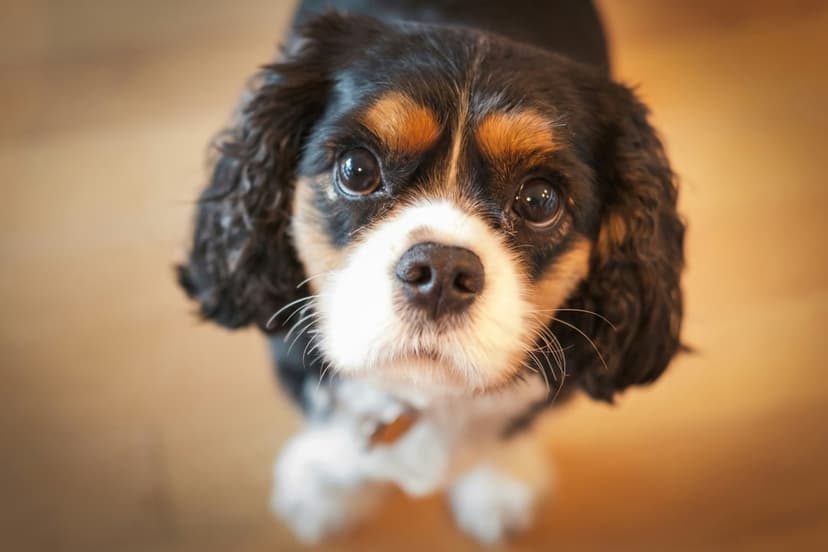 Cavalier King Charles Spaniel with tri-color fur and expressive eyes sits on a warm wooden floor looking up.