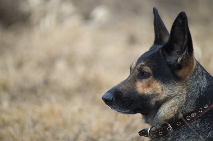 German Shepherd dog with a studded collar looking sideways against a blurred background of dry autumn grass.