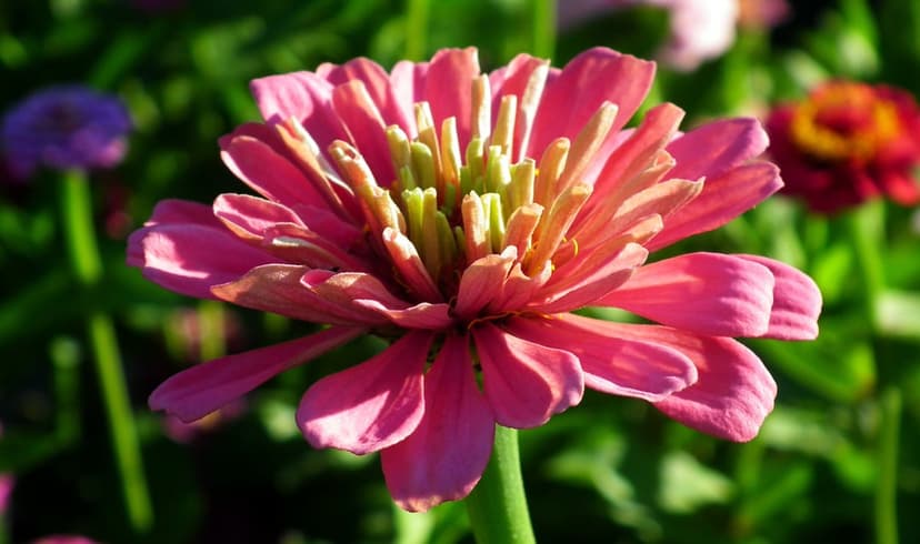 Pink zinnia flower with a neon green center glows in sunlight against a blurred emerald garden background.