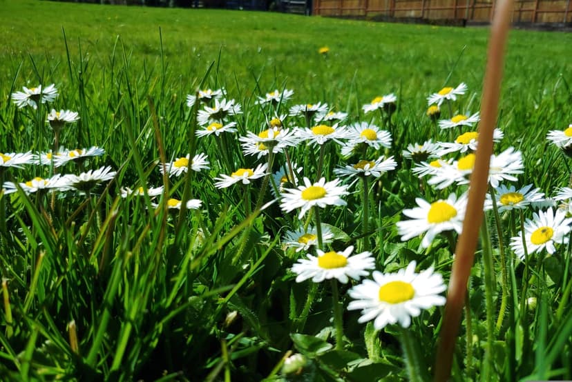 White daisies with yellow centers grow in lush green grass under bright sunlight with a blurred bokeh background.