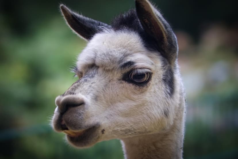 White alpaca with gray ear markings and fluffy wool stares gently against a blurred green meadow backdrop.