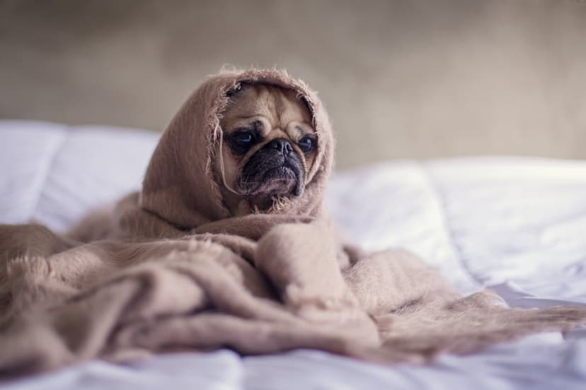 Pug with wrinkled facial features peeks out from a thick tan blanket against a soft bokeh background.