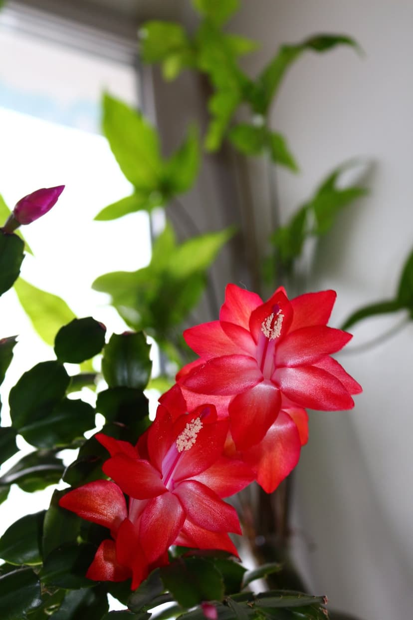 Red Schlumbergera cactus blossoms and a single bud emerge from lush green leaves under soft indoor lighting.