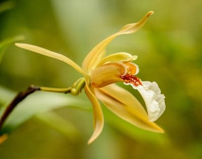 Golden Orchid Bloom with Delicate White Lip