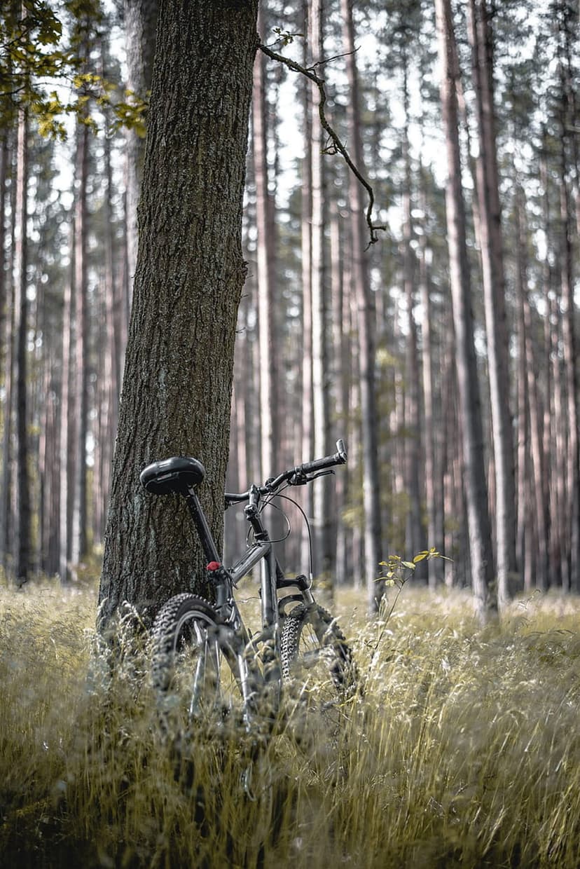 Silver mountain bike leans against a pine tree among tall dry grass in a sunlit, misty woodland forest.