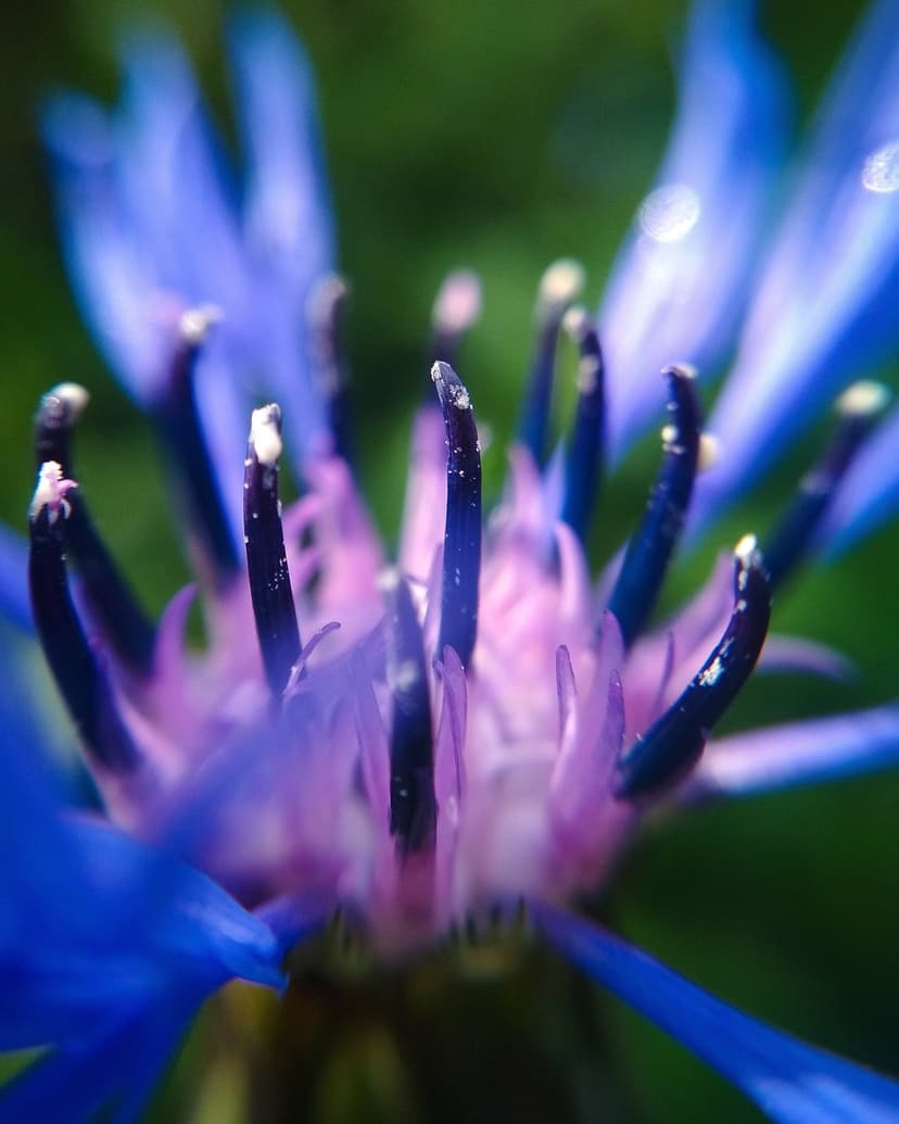 Dark stamen filaments with white pollen grains at the center of a blue cornflower against a green background.