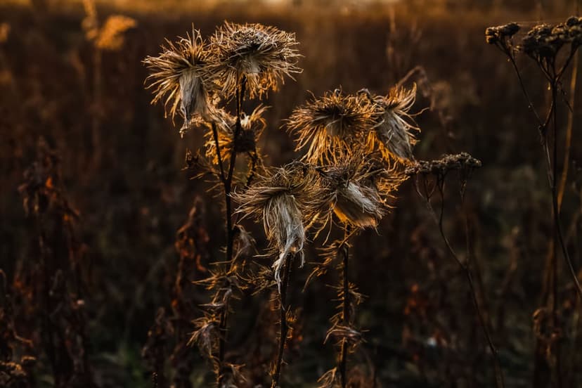 Dried thistle seed heads silhouetted by golden sunset light with a soft-focus autumn field background.